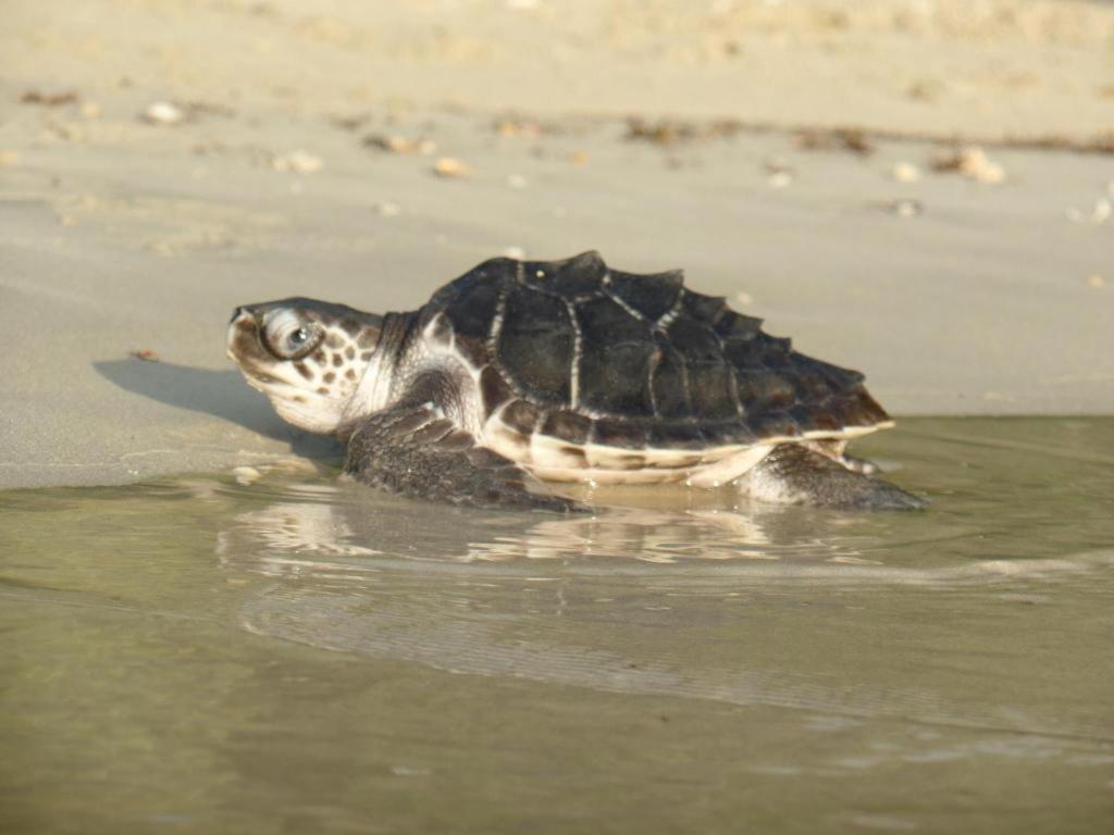 Secret Paradise Resort & Turtle Sanctuary San Vicente (Palawan) Exterior foto