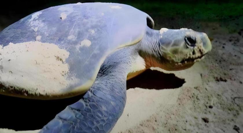 Secret Paradise Resort & Turtle Sanctuary San Vicente (Palawan) Exterior foto